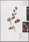 Foto von Salix aurita L.